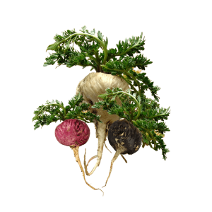 Sâm Maca Peru Lepidium meyenii