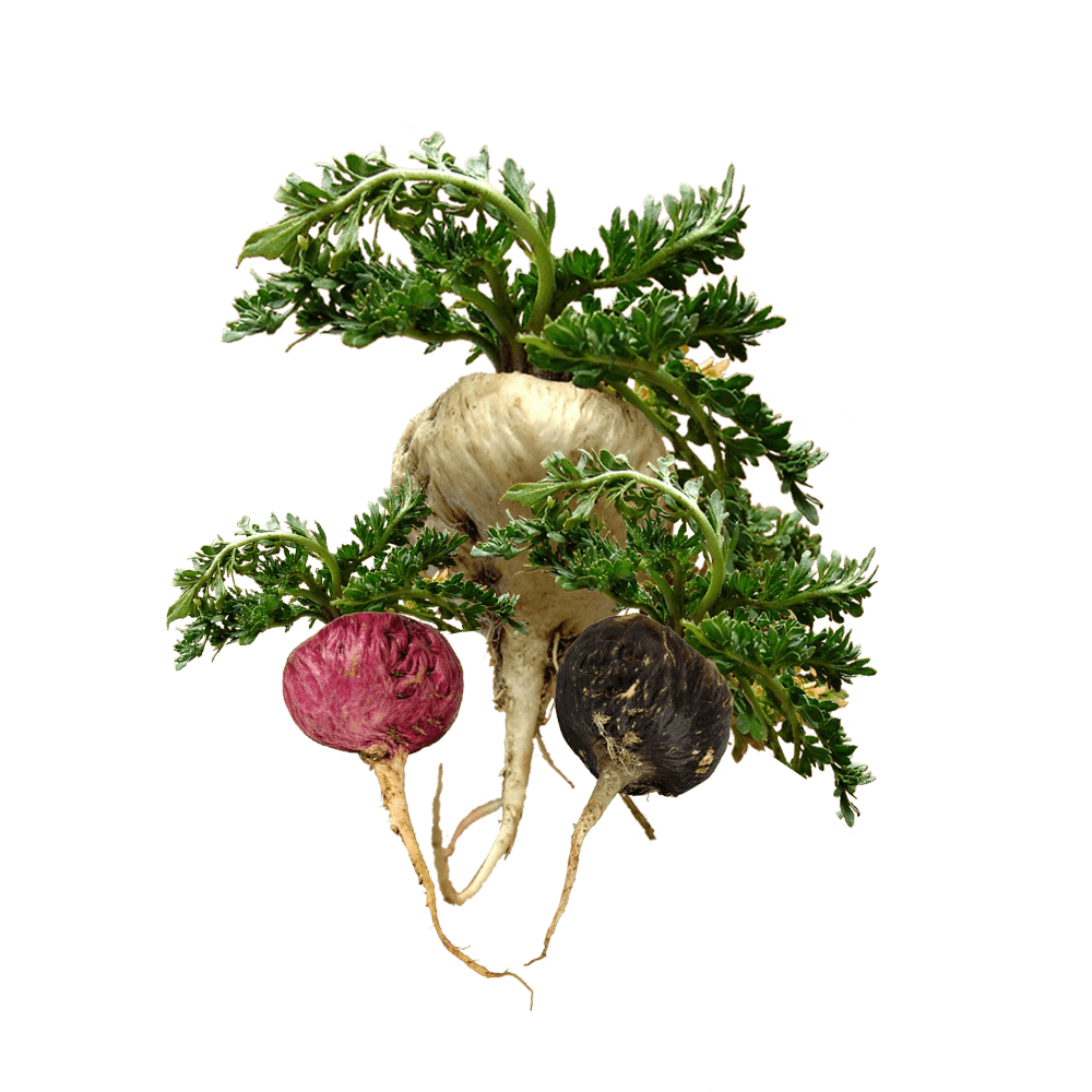 Sâm Maca Peru Lepidium meyenii