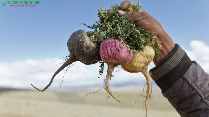 Sâm Maca Peru